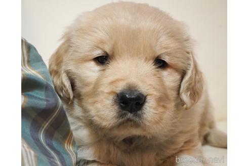 成約済の山梨県のゴールデンレトリーバー-167460の1枚目